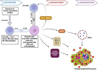 Epigenetic targets to enhance antitumor immune response through the induction of tertiary lymphoid structures